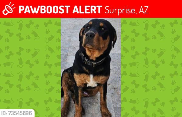 Lost Male Dog last seen Near w country gables drive, Surprise, AZ 85379
