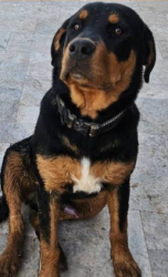 Lost Male Dog last seen Near w country gables drive, Surprise, AZ 85379