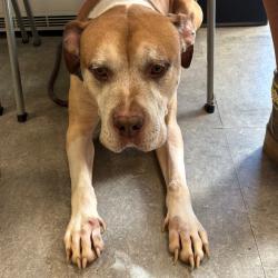Shelter Stray Male Dog last seen , Animal Care & Control Team of Philly, 111 W Hunting Park Ave, Philadelphia, PA 19140, USA