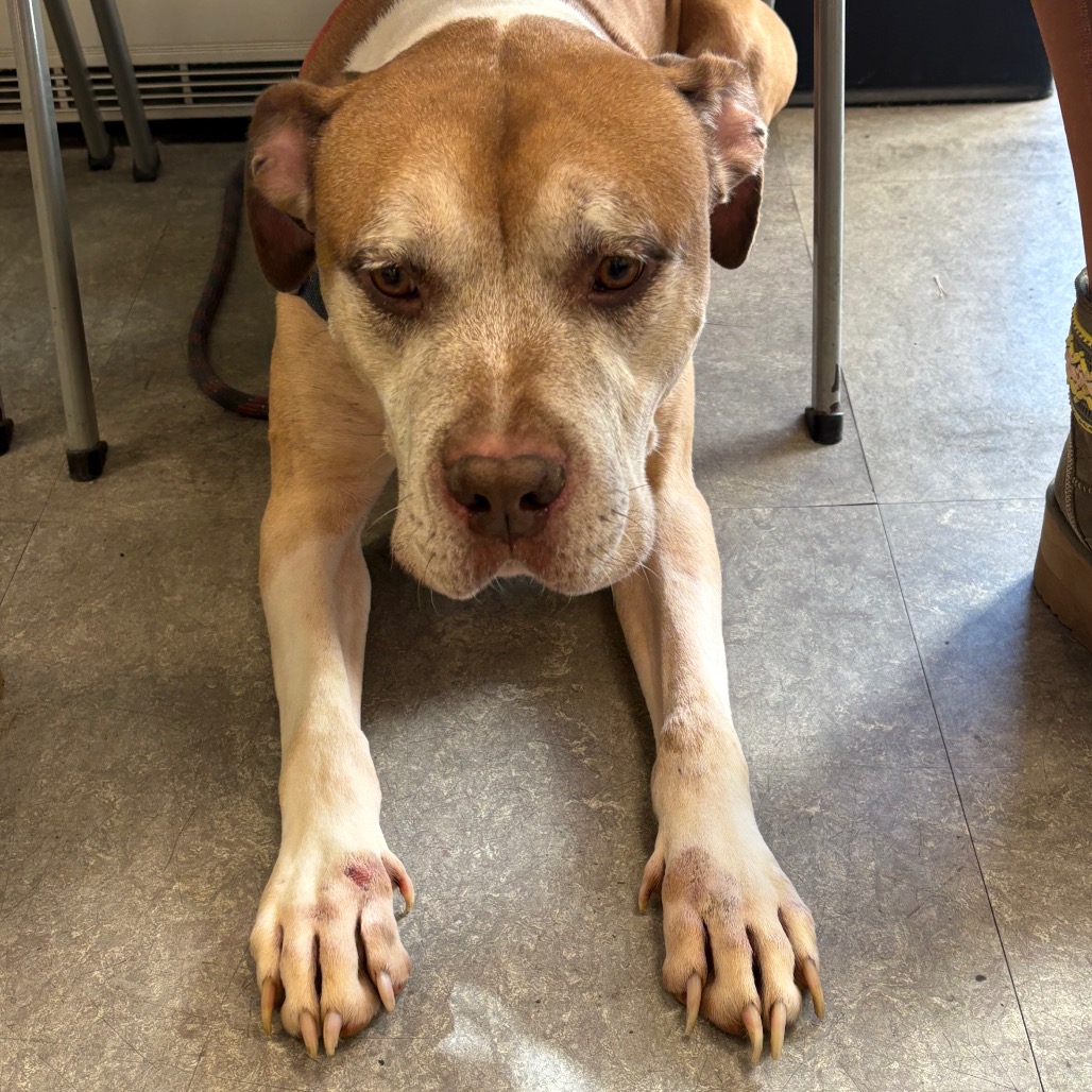 Shelter Stray Male Dog last seen , Animal Care & Control Team of Philly, 111 W Hunting Park Ave, Philadelphia, PA 19140, USA