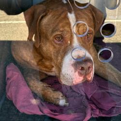 Shelter Stray Male Dog last seen , Animal Care & Control Team of Philly, 111 W Hunting Park Ave, Philadelphia, PA 19140, USA