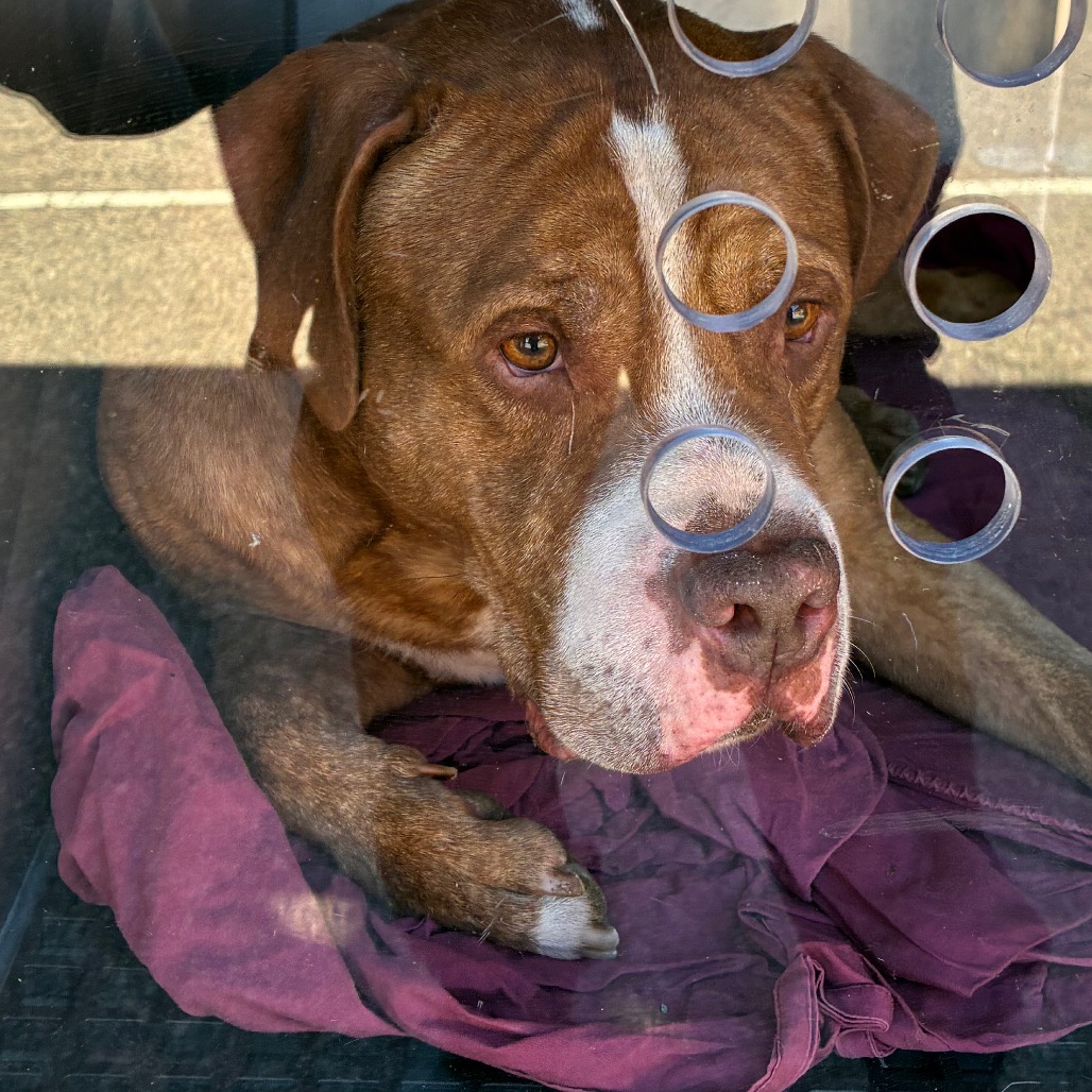 Shelter Stray Male Dog last seen , Animal Care & Control Team of Philly, 111 W Hunting Park Ave, Philadelphia, PA 19140, USA