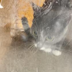 Shelter Stray Female Cat last seen , Animal Care & Control Team of Philly, 111 W Hunting Park Ave, Philadelphia, PA 19140, USA