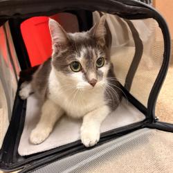 Shelter Stray Male Cat last seen , 54687 Co Rd 19, Bristol, IN 46507, USA
