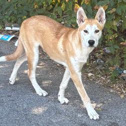 Shelter Stray Male Dog last seen , 2350 Appling City Cove, Memphis, TN 38133, USA