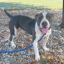 Shelter Stray Male Dog last seen , 2350 Appling City Cove, Memphis, TN 38133, USA