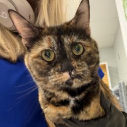 Shelter Stray Female Cat last seen , 328 Furman Hall Rd, Greenville, SC 29609, USA