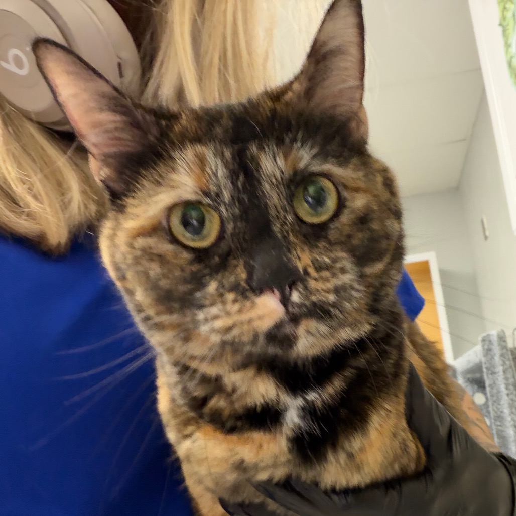 Shelter Stray Female Cat last seen , 328 Furman Hall Rd, Greenville, SC 29609, USA