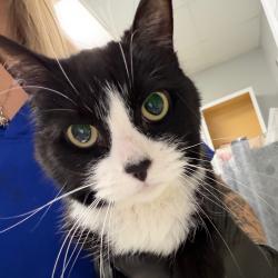 Shelter Stray Female Cat last seen , 328 Furman Hall Rd, Greenville, SC 29609, USA