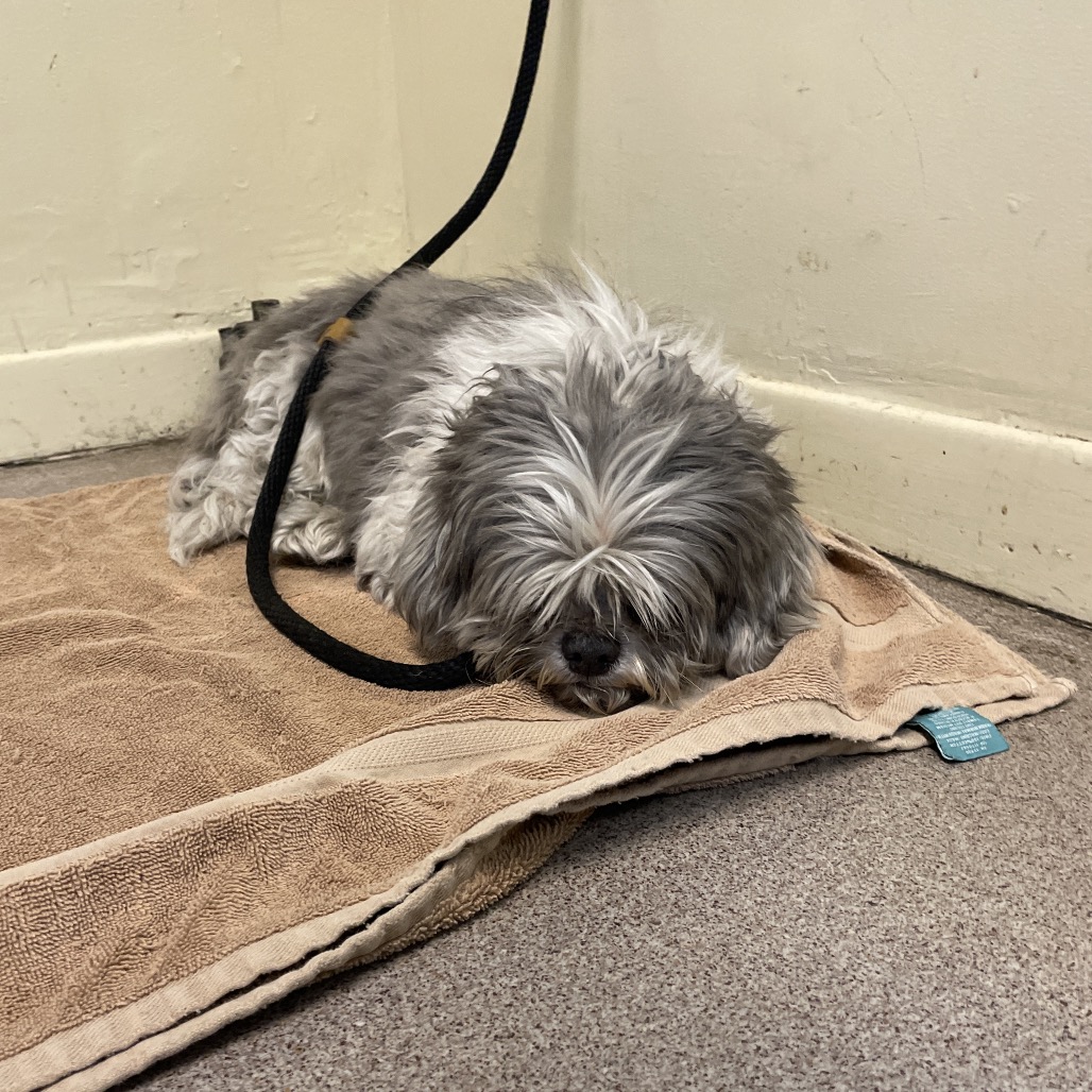 Shelter Stray Male Dog last seen , 361 S Raymond Ave, Pasadena, CA 91105, USA