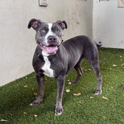 Shelter Stray Female Dog last seen , 361 S Raymond Ave, Pasadena, CA 91105, USA