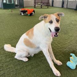 Shelter Stray Male Dog last seen , 361 S Raymond Ave, Pasadena, CA 91105, USA