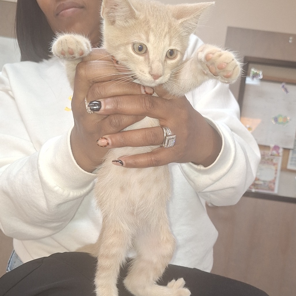 Shelter Stray Male Cat last seen , 901 N Haverty St, Pine Bluff, AR 71601, USA