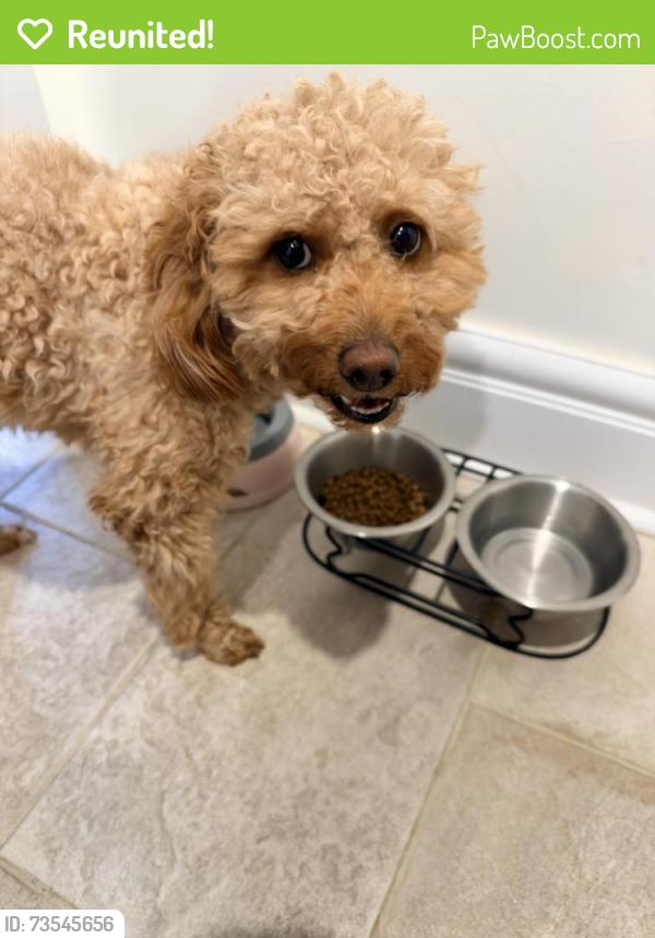 Reunited Female Dog last seen Kerns, Burlington, ON 