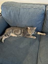 Reunited Male Cat last seen Near Washington St, Hollywood, FL 33020, USA, Hollywood, FL 33020