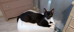 Reunited Female Cat last seen Near 96TH AVE N, Pinellas Park, FL 33782