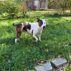Reunited Female Dog last seen Martel Drive, Dayton, OH 45420