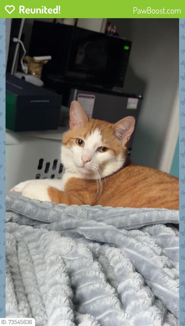 Reunited Male Cat last seen Foxcroft, Tallahassee, FL 32309
