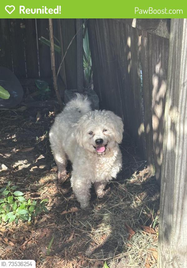 Reunited Male Dog last seen Meadowlawn, St. Petersburg, FL 33702