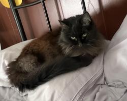 Lost Female Cat last seen Near S. Lawe Street, near Harrison St. intersection, Appleton, WI 54915