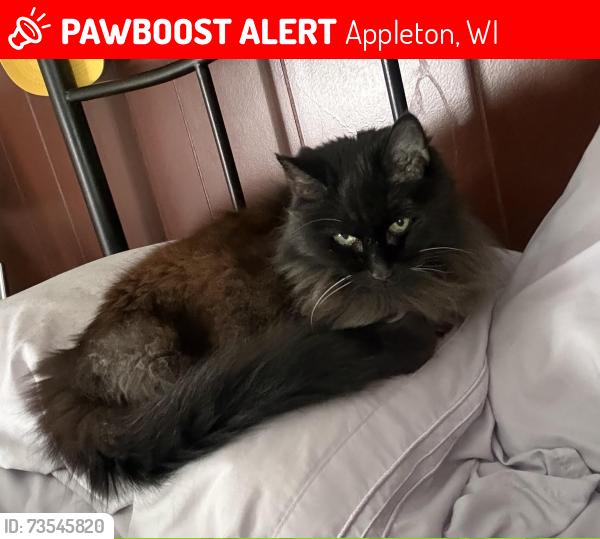 Lost Female Cat last seen Near S. Lawe Street, near Harrison St. intersection, Appleton, WI 54915