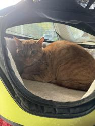 Lost Male Cat last seen Claremont & Vicente, Oakland, CA 94609