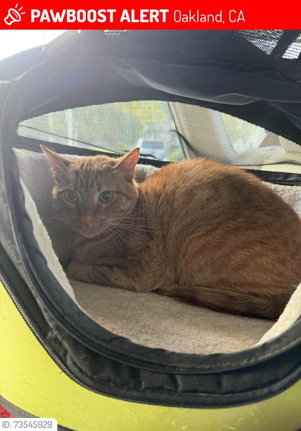 Lost Male Cat last seen Claremont & Vicente, Oakland, CA 94609