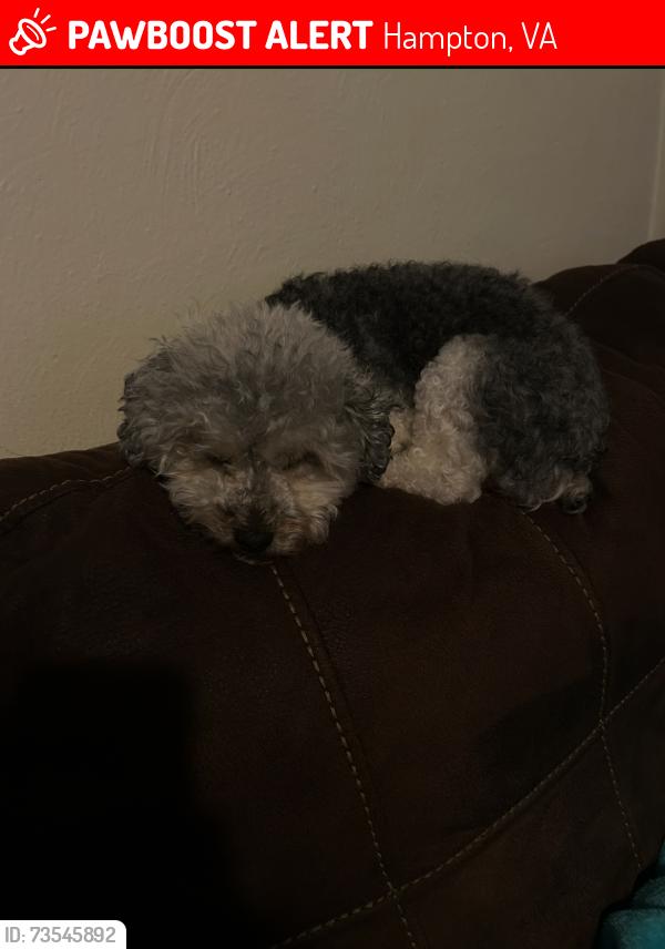Lost Female Dog last seen W little back river rd, Hampton, VA 23669