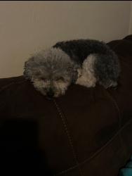 Lost Female Dog last seen W little back river rd, Hampton, VA 23669