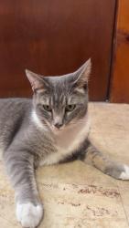Reunited Female Cat last seen Ray st Webster, Webster, MA 01570