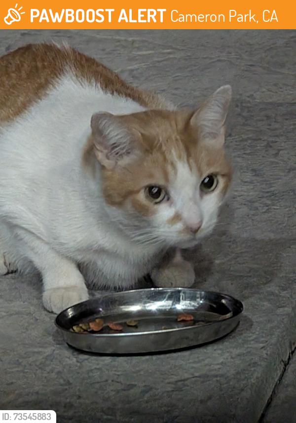 Found/Stray Unknown Cat last seen Backyards between Boeing & United Dr., Cameron Park, CA 95682