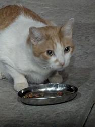 Found/Stray Unknown Cat last seen Backyards between Boeing & United Dr., Cameron Park, CA 95682