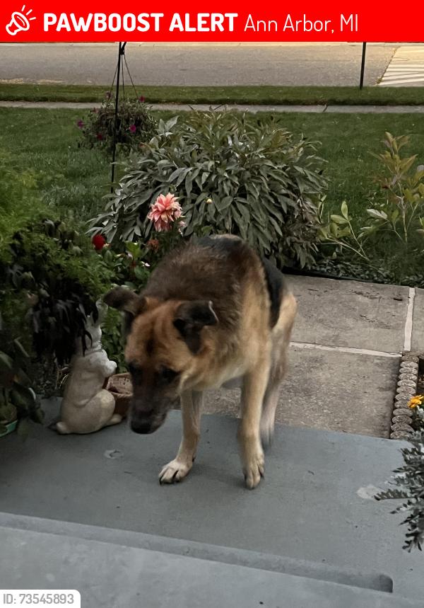 Lost Male Dog last seen Near center valley dr, Ann Arbor, MI 48108