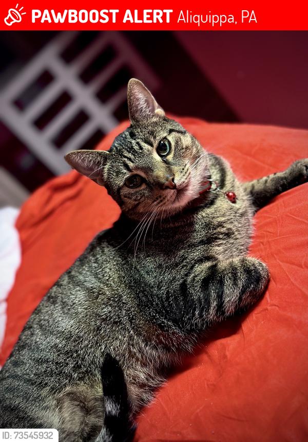 Lost Male Cat last seen Sunset Lane, Aliquippa, PA 15001
