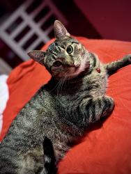 Lost Male Cat last seen Sunset Lane, Aliquippa, PA 15001