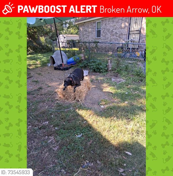 Lost Female Dog last seen MEMPHIS ANIMAL SHELTER, Broken Arrow, OK 74012