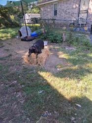 Lost Female Dog last seen MEMPHIS ANIMAL SHELTER, Broken Arrow, OK 74012