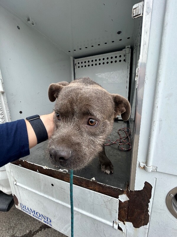 Shelter Stray Male Dog last seen Near E Seventh St, Stockton, CA 95206, USA, 1575 S Lincoln St, Stockton, CA 95206, USA