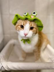 Shelter Stray Male Cat last seen Near Jensen St, Layton, UT 84041, USA, 1422 E 600 N, Fruit Heights, UT 84037, USA