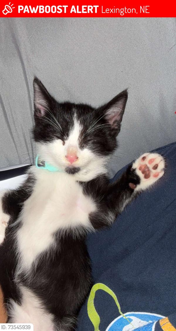 Lost Male Cat last seen duck park, Lexington, NE 68850