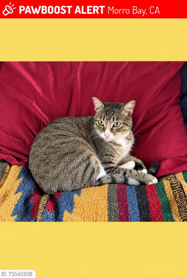 Lost Female Cat last seen Morrow Strand Campground, Morro Bay, CA 93442