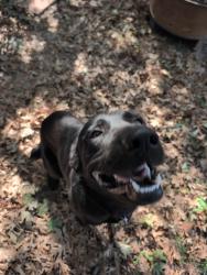 Found/Stray Male Dog last seen Highland Park Rd Denton Texas, Denton, TX 76205