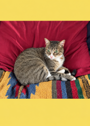 Lost Female Cat last seen Morrow Strand Campground, Morro Bay, CA 93442