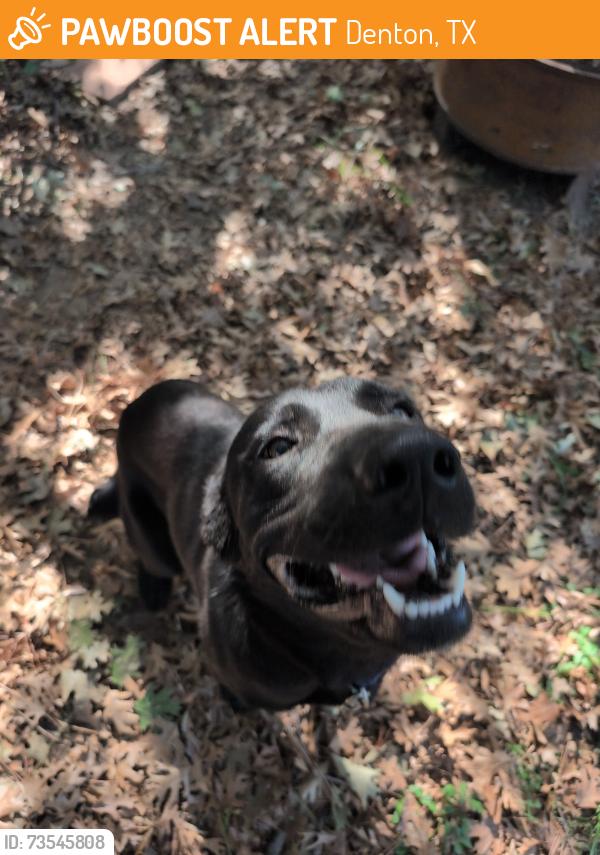 Found/Stray Male Dog last seen Highland Park Rd Denton Texas, Denton, TX 76205