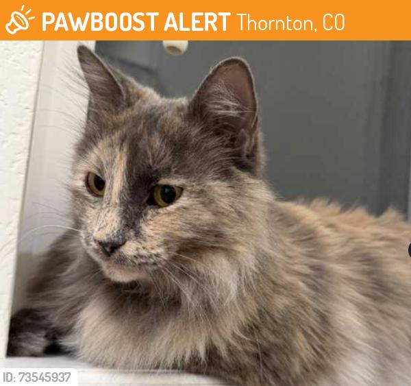 Found/Stray Female Cat last seen Orchard Farms, Thornton, CO 80602