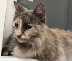 Found/Stray Female Cat last seen Orchard Farms, Thornton, CO 80602