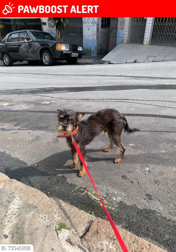 Lost Male Dog last seen Escola Hermenegildo, Vila Constancia, SP 04658-120