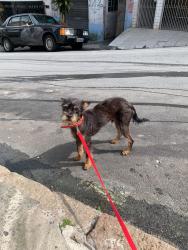 Lost Male Dog last seen Escola Hermenegildo, Vila Constancia, SP 04658-120