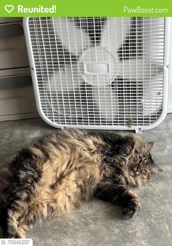 Reunited Female Cat last seen Avendesora rd and Kensley rd, Killeen, TX 76542