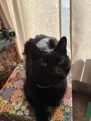 Reunited Male Cat last seen Corner of 3rd & Pine, Rensselaer, Rensselaer, NY 12144